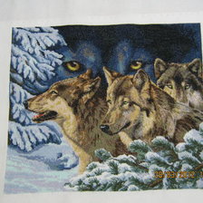 Работа «волчий взгляд -золотое руно»