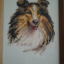 Работа «колли-нитки шерсть»