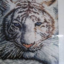 Работа «tigras»