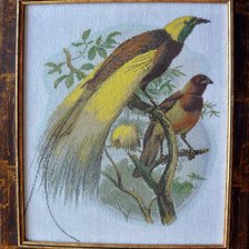 Работа «райские птицы»