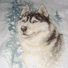 Работа «Верный хаски»