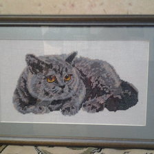 Работа «кошка британка»