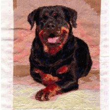 Работа «Ротвейлер»