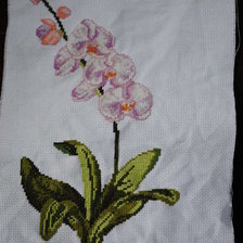 Работа «фаленопсис»