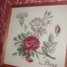 Работа «Роза из серии ботаника»