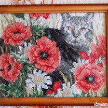 Работа «Котик»