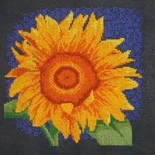 Работа «Подсолнух на черном фоне»