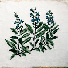 Работа «Шалфей Лекарственный»