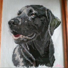 Работа «Лабрадор»