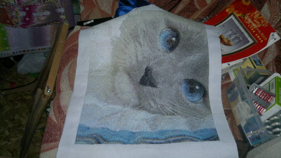 Работа «голубоглазый кот»