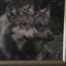 Работа «волки»