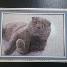 Работа «Шотландский вислоухий»