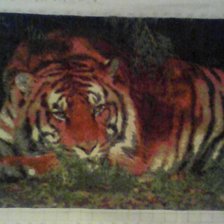 Работа «Тигр.»