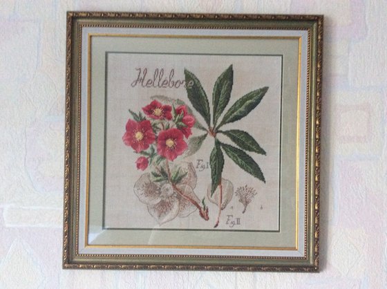 Работа «Морозник. Серия Ботаника.»