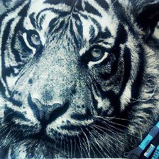 Работа «тигр моно»