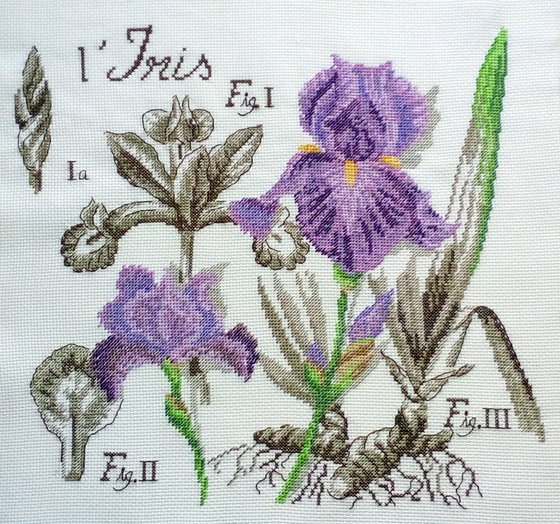 Работа «Цветок и тень "Ирис"»