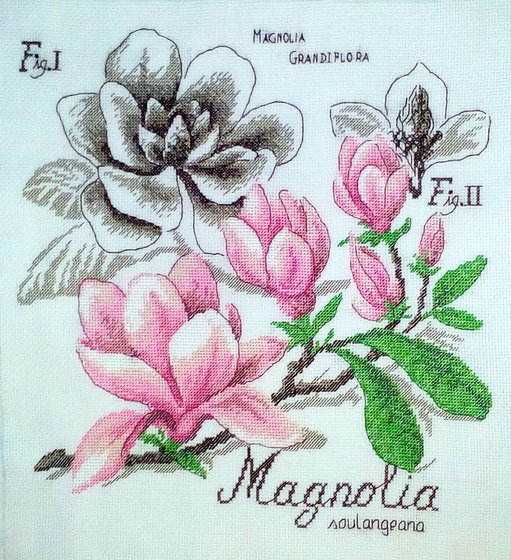 Работа «Цветок и тень "Магнолия"»