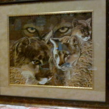 Работа «Взгляд пумы»