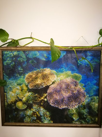 Работа «Кораллы»