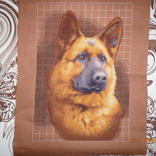 Работа «Мухтар от Панны»