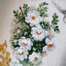 Работа «1351 Белый шиповник "РИОЛИС"»