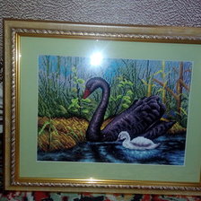 Работа «Черный лебедь»