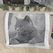 Работа «Котик»