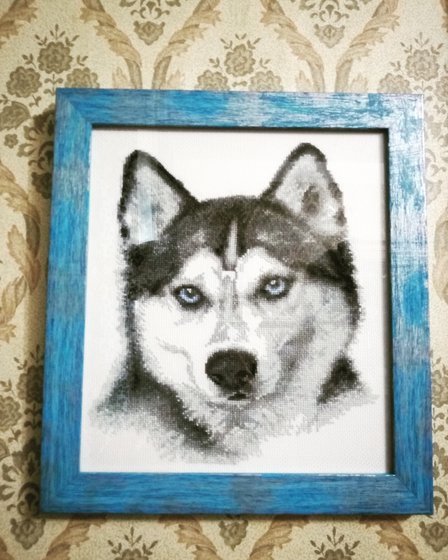 Работа «Взгляд хаски»