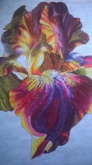 Работа «Ирис. Огненный вальс»