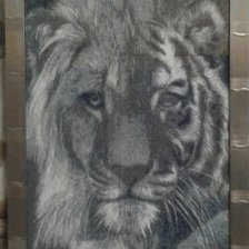 Работа «Тигролев»