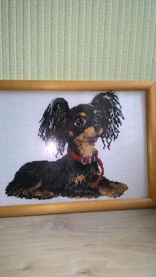 Работа «Тойтерьер»