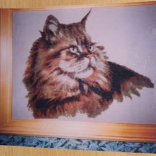 Работа «Персидский Котик № 1»