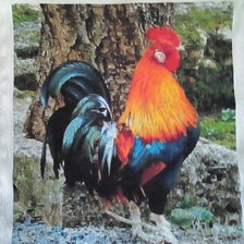 Работа «kogut»