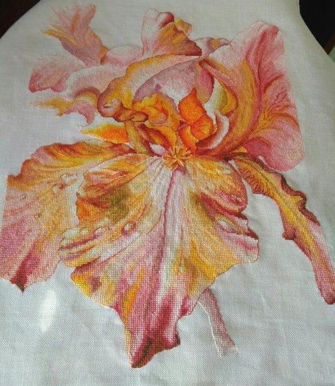 Работа «ирис "Розовое очарование"»