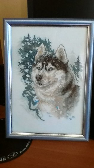 Работа «Хаски»