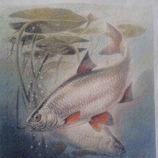 Работа «рыбы»