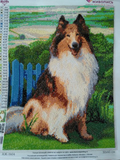 Работа «Колли»