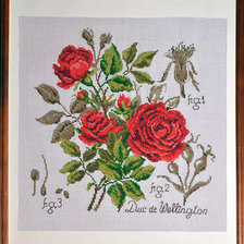 Работа «Роза Duc de Wellington (ботаническая серия DFEA)»