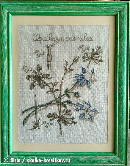 Работа «Аквилегия (ботаническая серия DFEA)»