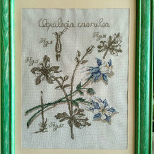 Работа «Аквилегия (ботаническая серия DFEA)»