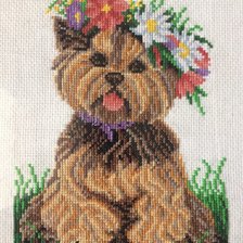 Работа «Йоркширский терьер»