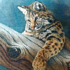 Работа «дикий кот»