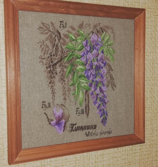 Работа «Серия Ботаника. Глициния.»