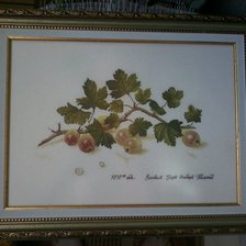 Работа «Крыжовник от Екатерины Волковой»