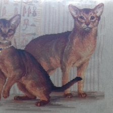 Работа «АБИССИНКИ ОТ РИОЛИС»