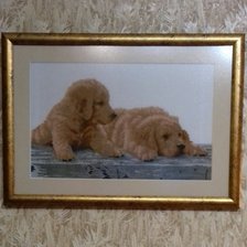 Работа «Щенки золотистого ретривера»
