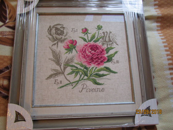 Работа «ПИОН, ботаника Вероники Ажинер»