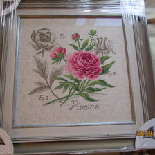 Работа «ПИОН, ботаника Вероники Ажинер»