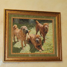 Работа «мои шарпеи»