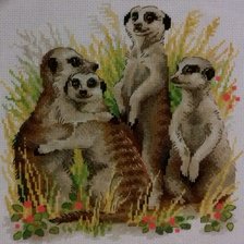 Работа «Сурикаты»